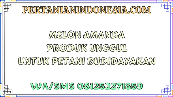 Melon Amanda Produk Unggul Untuk Petani Budidayakan